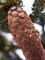 Picea abies Columnaris IMG_4712 Świerk pospolity